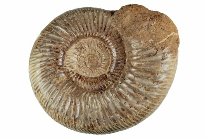 Jurassic Ammonite (Perisphinctes) - Madagascar #191434